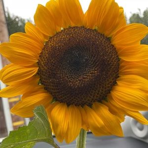 Meet your Posher, Don